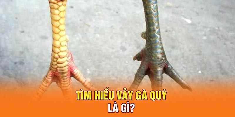 Tìm hiểu Vảy gà quý là gì?