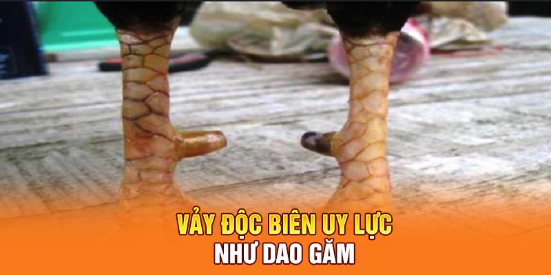 Vảy độc biên uy lực như dao găm